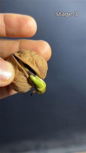 Grow your walnuts at home with simple tools #timelapse