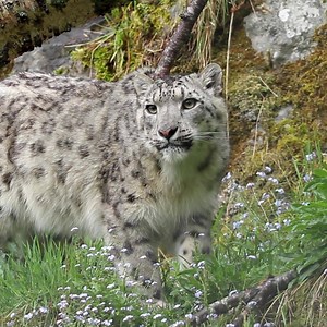 44K views · 1.6K reactions | Don't miss your chance to meet our snow leopards! Enjoy an unforgettable day visiting the Highland Wildlife Park and you might just come face to face with Chan and Animesh! | Highland Wildlife Park | Facebook