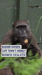 Chacma baboons take over Simon's Town, swinging from roofs and charming tourists. Locals face daily monkey mayhem as 500 baboons roam Cape Town's peninsula, sparking human-wildlife conflict and social media buzz. #CapeTownBaboons #Wildlife #UrbanWildlife #SimonsTown #BaboonManagement | CGTNEurope