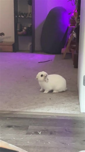 Angry bunny 🐰 #animal #funnyvideo #funnyanimals #pet #cute #rabbit #rabbitsoftiktok #bunny #bunnys