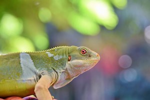 Wildlife in Fiji: Animals in Fiji & Where to See Them - Fiji Pocket Guide