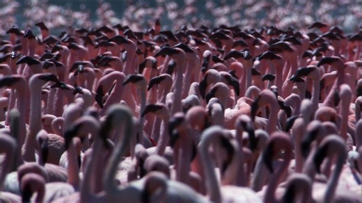 Science KS1 / KS2: Flamingos and their courtship rituals (no narration)