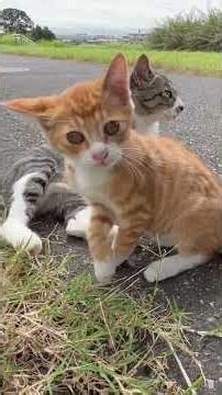 [Tabby Cat Family - The Last Kitten] The cutest moment with a variety of cries [Original BGM]