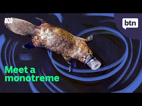 Platypus Protection - Behind the News