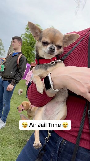 Lindy the Chihuahua is doing air jail time after committing a number of crimes #airjail #chihuahuas #chihuahualife #chihuahualove #chihuahuastyle #cutedogs #funnydogs #dogshow #naughtydog #baddog | Mandy Corbett