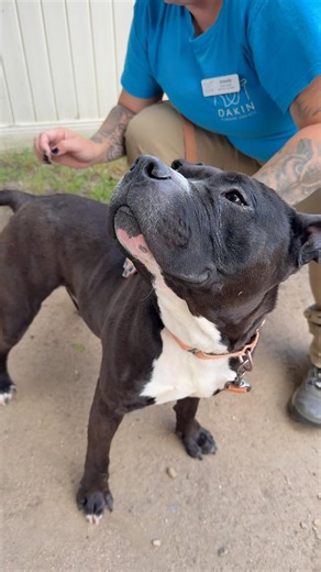 Adopt ACE at Dakin Humane!