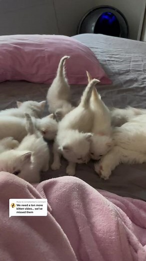 Cute Kittens Climbing Up Legs and Being Clingy