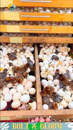 🐣Watch Baby Chicks Hatch Right Before Your Eyes!