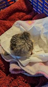3.2K views · 210 reactions | Emerson, the Red Wattlebird, arrived almost two weeks ago as a nestling. She has since fledged. Birds grow up so fast! This video was taken the day after she arrived. ❤️ | Wildwood Wildlife Shelter - Gariwerd | Facebook
