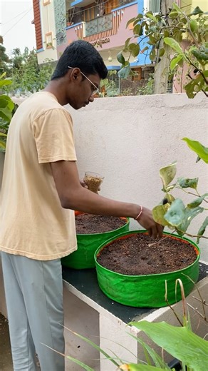 How to grow coriander easily at home 🏠