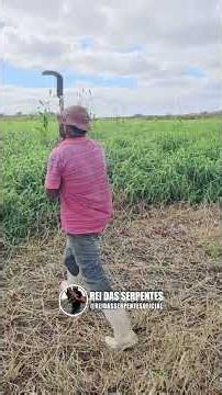 Gilsom saiu CORRENDO de medo da cobra! #short #historia