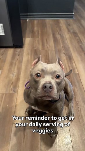 More veggies & fruits = more toots 💨 #getyourfiberin #doghumor #veggietales | Zara the American Bully
