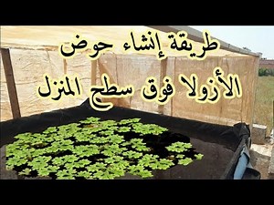 تجهيز حوض الأزولا فوق سطح المنزل