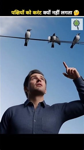 Why Don’t Birds Get Electrocuted? #shorts #facts