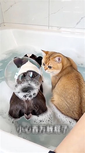 The dog's giant fart balloon 😂😂