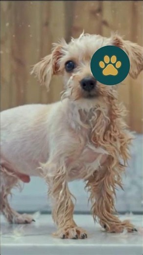 ASMR dog grooming — satisfying puppy bath time 🐾🛁