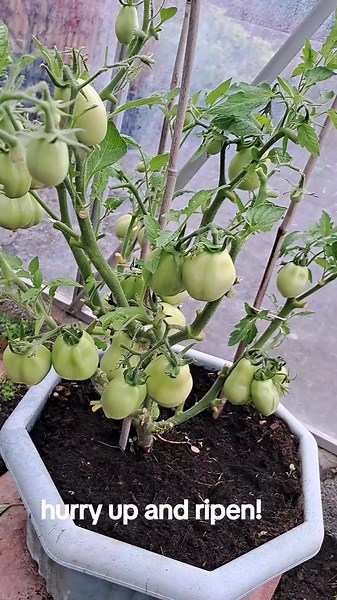 #freshisbest #tomatoes