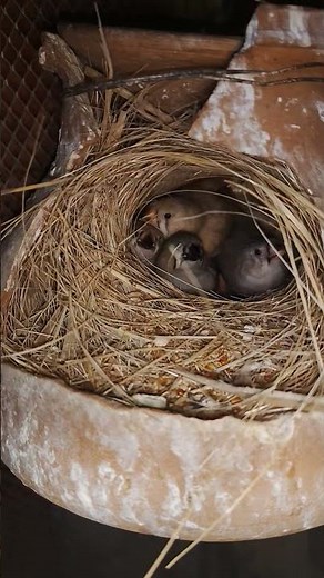 🐣 Beautiful Finches & Cute Chicks ❤️ | Join Our Finch Family 🐦#bird #nature #short