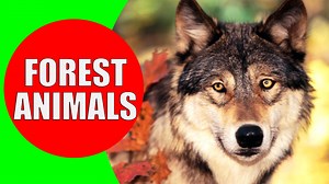 Forest Animals for Kids - Kiddopedia