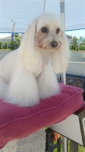 cuál es la raza? #de #este #perrito #viral #parati