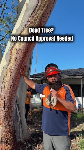Tree Removal Without Council Approval Explained