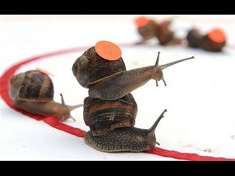Snail Racing
