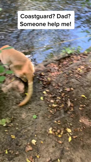 I got a little stuck! #goldador #goldadorpuppy #fyp #foryoupage #labrador #labradorpuppy #goldenretriever #goldenretrieverpuppy #stuck #swimming #water #coastguard #dad #help