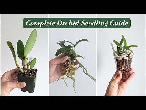 Orchid Seedling Care 101: The Ultimate Guide to Growing Healthy Young Orchids