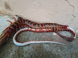 Amazonian Giant Centipede That Eats Even Small Birds & Small Snakes