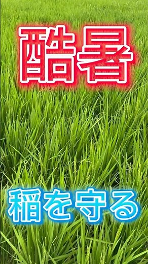 稲の高温障害対策 #稲作 #お米