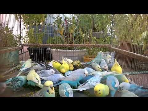 Funny Budgies A Compilation of Laugh Out Loud Clips! 💚😂