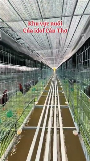 Idol Can Tho is truly impressive for his bold and daring spirit.