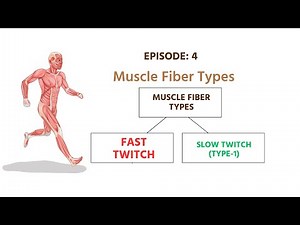 Understanding Muscle Fiber Types: Fast Twitch vs. Slow Twitch | Biomechanics for Physiotherapy