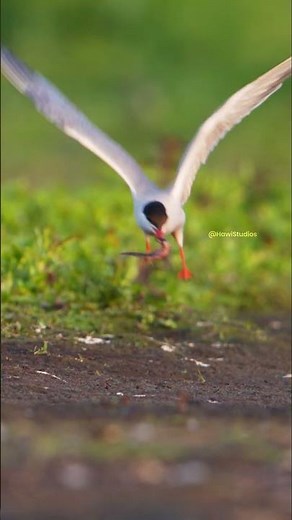 Common Tern Bird feeding its Babies