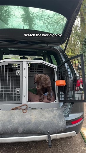 Puppy Training Tips for Cocker Spaniels with Bruce