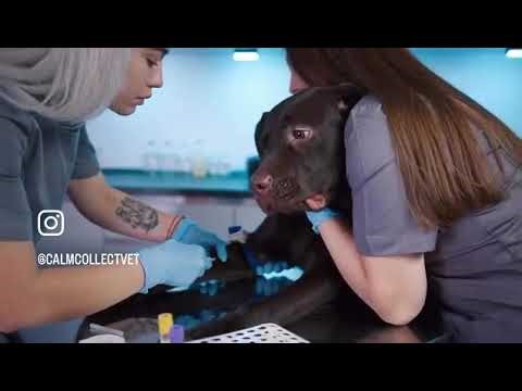 CalmCollect needle free blood collection device