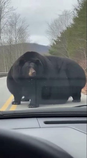 The Largest Bear Ever Seen on Dashcam Footage