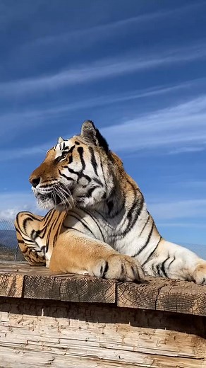 71K views · 4.1K reactions | Happy thanksgiving everyone #zion #thanksgiving #tiger #moo #thankful | Kaitlin Richard | Facebook