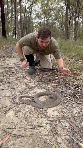 POP goes the weasel! The eastern brown snake is widely regarded as the second most venomous terrestrial snake on earth, and the deadliest snake in all of Australia! Despite it not being more venomous than the inland taipan, these snakes are responsible for the most snake bite related deaths in Australia. Why is this? Well the answer is quite simple! These potentially deadly venomous snakes are a common sight throughout much of the inhabited areas of Australia. They regularly turn up in backyards
