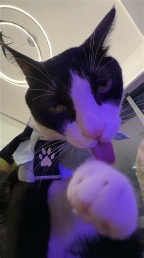 loveme #fyp#LickingCat#lickingcat#pettok#FunnyPet#cuteanimalsoftiktok...