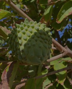 Do you know how to tell the difference between atemoya and other annonas? Often times this fruit gets mistaken for cherimoya or sugar apple, but it’s actually a mix of the two! Atemoya is the result of cherimoya and sugar apple cross pollination. This can happen naturally when a cherimoya and sugar apple tree grow close to each other and flower at the same time. 🌳 You (or other pollinators in your area like bees) can also cross pollinate by collecting pollen from the male flowers of one tree an