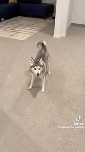 549K views · 9K reactions | Určitě to velmi dobře znáte. Frenetic random activity periods (FRAPs), též hovorově známé jako „zoomies“ jsou náhodné výbuchy energie u našich chlupáčů, během kterých zběsile běhají a hravě dovádějí. A co je nejdůležitější - je to jejich způsob, jak nám říct, že jsou šťastní!❤️ #MámeRádiPsy #Zoomies | Máme rádi psy | Facebook