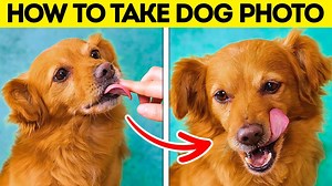 128K views · 1K reactions | Cute and useful pet hacks, gadgets and DIY ideas for the loved ones: | 5-Minute Crafts GIRLY | Facebook
