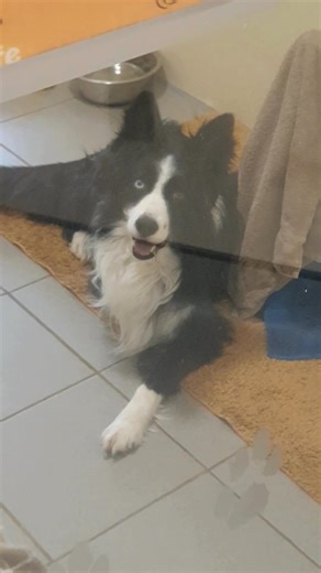 Our rehoming centres have been quieter than usual and some of the dogs miss having visitors! They wanted to remind you that we're open five days a week and you don't need an appointment to visit us 💛 Check out our website to find your nearest centre! https://bit.ly/44ReKZF [Video description: A few short clips of dogs looking happy and relaxed in their kennels at our rehoming centres. The text overlaying the video says 'our rehoming centres have been quieter than usual...and our dogs are missin