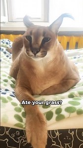 Cat Came Back after Playing With Neighbors 😂 #funnypet #petshorts #cat