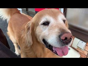 今日もハロはセブンイレブンが大好き！