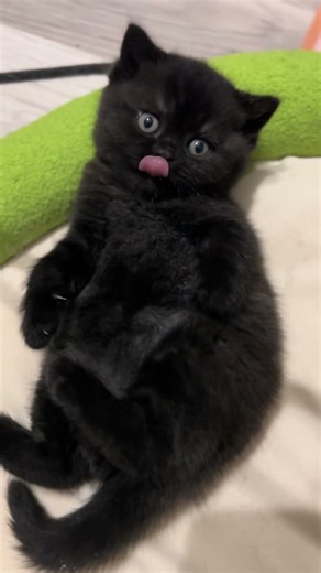 it's so cute♥️