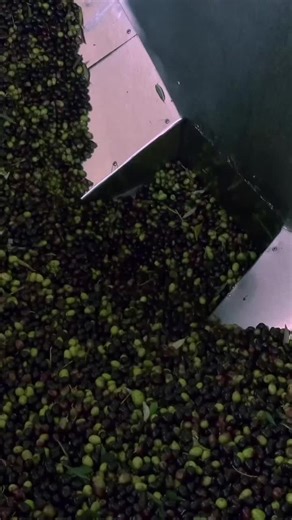 Sacro Mulino Extra Virgin Olive Oil Extraction Process