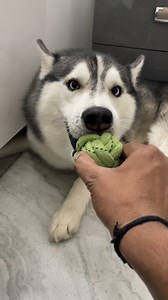 Trying to snatch the ball from the husky’s mouth 😂 #husky #dogsofinstagram #siberianhusky #dog #huskylove #huskylife #huskypuppy #huskiesofinstagram #dogs #puppy #huskies #huskylovers #huskygram #huskyworld #huskyphotography #huskynation #doglover #dogstagram #puppylove #doglife #puppiesofinstagram #huskysiberiano #dogoftheday #love #huskymix #instadog #huskyofinstagram #doglovers #huskypics #cute | Raipuriya Prank