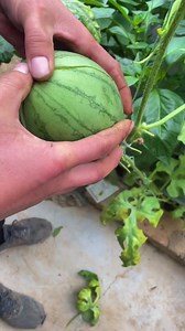 #fruit #fypfruit #fruitreels #summerfruitishere #summerfruit #naturefruit #fruitvideo | Jacky Zh